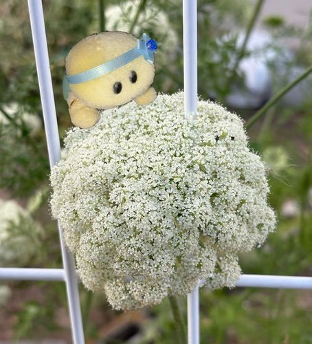 グーグル先生によると　このお花さんはノラニンジンというお花さんだそうです🤍✨🤍
ポンポンみたいでかわいいお花さんでちゅ🫧🐢💕