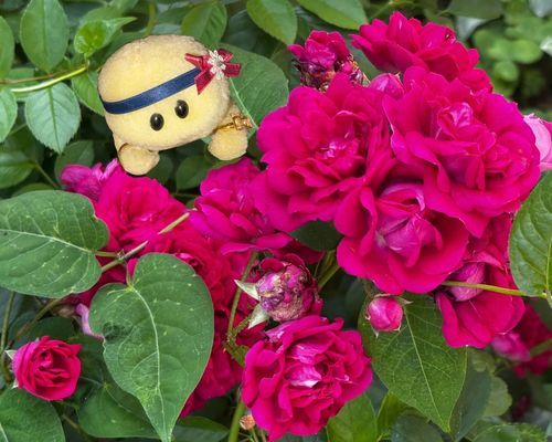 キングローズっていうお花さんだそうでちゅ🌹
きれいでちゅよね❤✨❤🐢