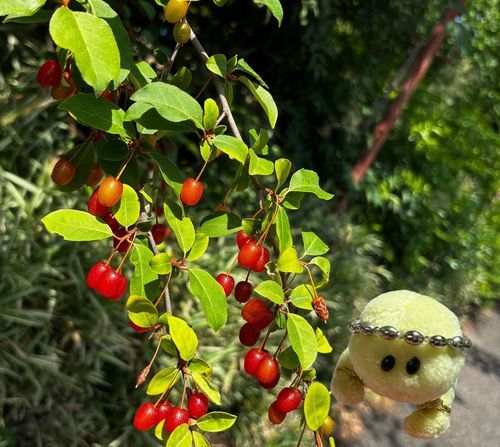 これはグミの実らしいでちゅ❤
一応　食べられるみたいでちゅね🍒🐢✨