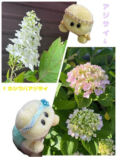 紫陽花のお花さんたちでちゅ〜🤍🩷💜
これから紫陽花のお花さんをたくさん見ることが出来まちゅね☔🐢💕