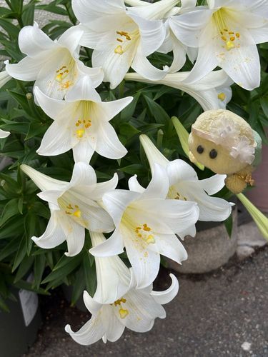 とっても立派にゴージャスに咲いているテッポウユリのお花さんでちゅ〜✨🐢✨