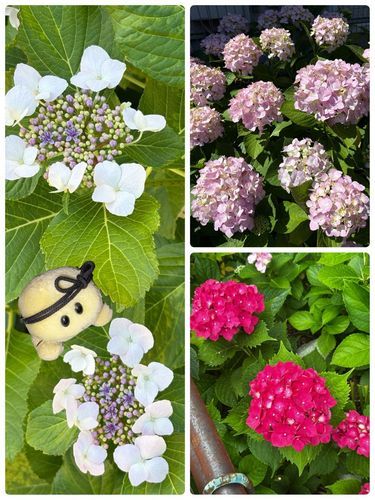 またまたの紫陽花のお花さんのお写真でちゅ🥰🥰🥰🐢✨
