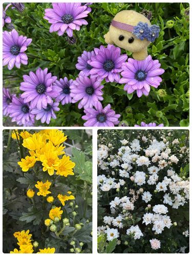 あはははっ‼️
今回のお花さんのお名前…
？？？
下の2枚はキク科っぽいのでちゅけど

もう…わかるお友達に任せまちゅ🤣🤣🤣ってことでお願いしまちゅねっ❤️🐢❤️