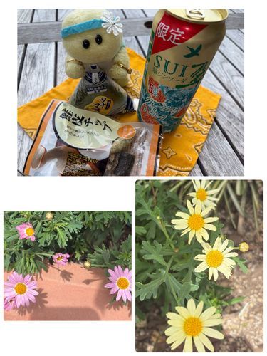 またまたショッピングモールのテラスでのんびり飲みを楽しんだ時のお写真でちゅ🍺🐢
下のお花さんたちもこのショッピングモールに植えられてるお花さんでちゅよ🌸🌼