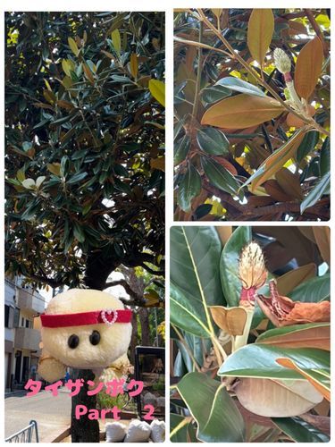 以前にタイザンボクのお花さんを投稿したのでちゅけど　今回は実？がなっていたのでpart2として載せてみまちたよっ🌳🐢💕