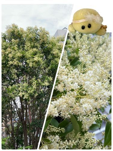 ふわもこのみんなのあたたかいコメントのお陰で主の体調もだいぶん回復してきまちた‼️
ありがと〜でちゅ💗💗💗
そしてこのお写真は少し前に撮ったものなのでちゅが　トウネズミモチというお名前の植物さんだそうでちゅ🌳
白い小さなお花さんが無数に咲いていてとってもかわいかったでちゅ👍🏻💚🐢✨