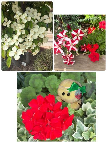 少し前にテラス飲みをしたときに同じショッピングモールの植木に咲いていたお花さんたちのお写真でちゅ❣
左上がハナミズキ　右上はペニチュア？　下はゼラニウム？
はたまた難しいでちゅよ⁉️
間違ってたら　正解をおしえてくだちゃいね🐢💕💕