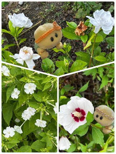 今度は白のお花さんばかりで　まとめてみまちたよ❣
上がクチナシ　左下が白いオシロイバナ　右下がムクゲのお花さんでちゅ🤍✨🤍🐢