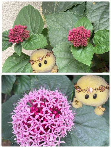 このお花さん　ボタンクサギ？ってお名前らしいでちゅ🌺
上がつぼみ？下が咲いたお花さん？
また違ってたら教えてくだちゃいね🐢✨