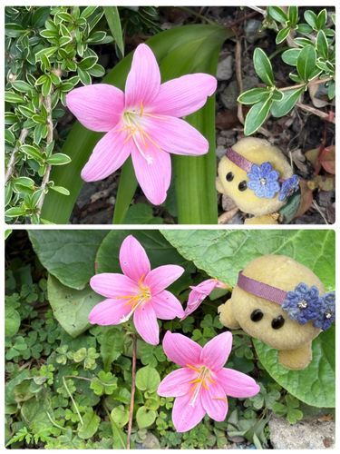 サフランモドキというお花さんだそうでちゅ🌸
かわいいピンク色してまちゅよね🐢💕