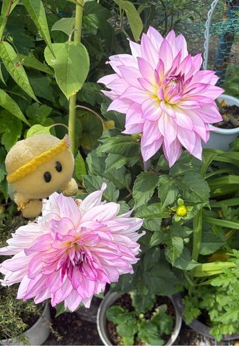 ダリアのお花さん！きれいでちゅ〜🌸✨🐢
