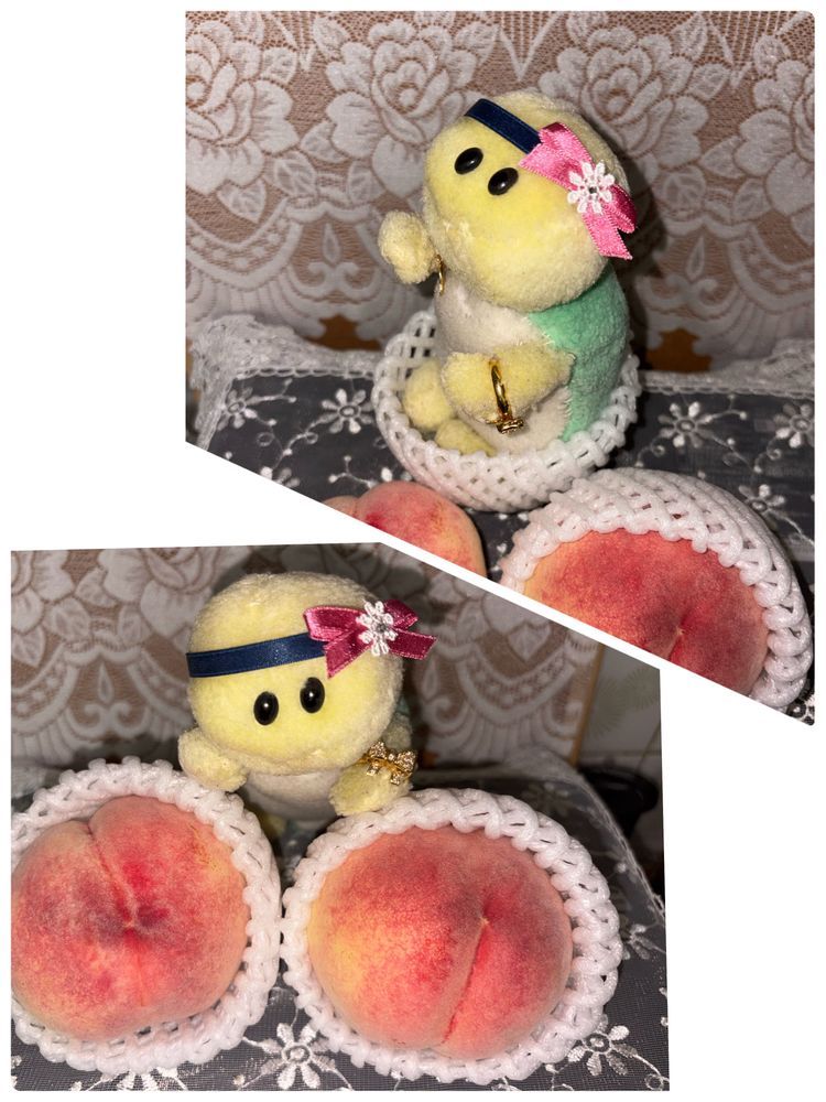 ずぅぅぅっと憧れてたあみあみをゲットしたのでちゅよ😤😤😤
↑いや…そうじゃなくて美味しい桃を頂いたんやで?(主)
これはもう❣
あみあみに入らなきゃでちゅよね‼️
念願のあみあみ〜突入タイムでちゅ〜😂😂😂
ど…どうでちゅか⁉️