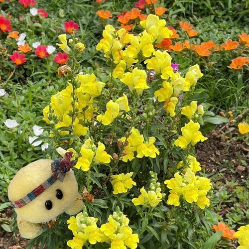 今回は金魚草のお花さんと後ろに咲いてるお花さんのお写真でちゅ‼️
後ろのお花さん　よく見るような気がするのでちゅけど　なんのお花さんでちゅかね⁉️💛🧡❤️🤍🐢