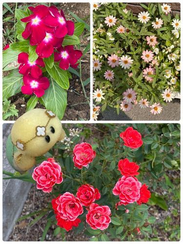 さぁさぁ！またお花さんクイズでちゅよ‼️(え？いつから？)
左上はニチニチソウ…
右上…？
下…バラ…の仲間？
今回も教えてもらう気満々でよろしくでちゅ〜🤣🤣🤣🐢✨