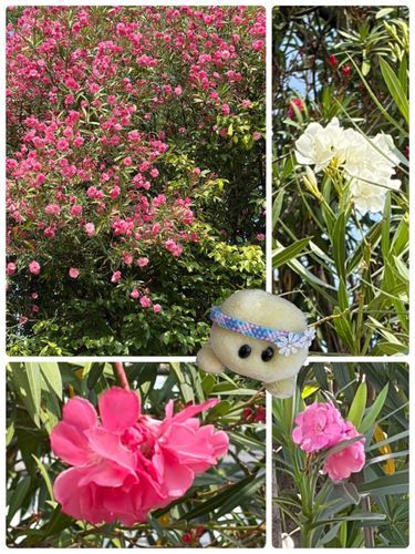 夾竹桃ばかりを集めたお写真でちゅよっ🩷🤍🩷🐢