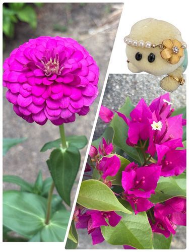 左は　百日草？
右は　ブーゲンビリア？
でちゅかね⁉️
相変わらず　お花さんのお名前は難しいでちゅね💦💦🐢