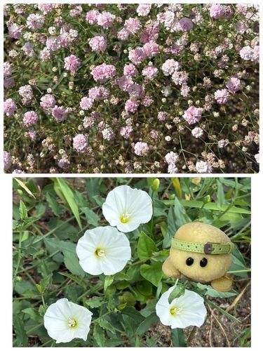 上　ピンクのかすみ草
下　セイヨウヒルガオ
ズッちゃん　お花さんの中でかすみ草がなにより好きなのでちゅ💕✨💕
これはピンクのかすみ草でズッちゃんとしては珍しいな？って思って撮ったお写真でちゅ🐢