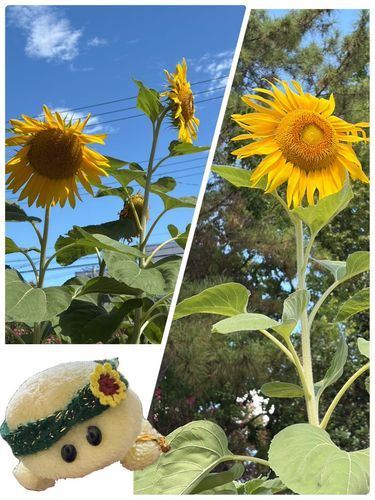 暑さに負けないで咲いてるひまわりさんを撮ってみまちたよっ🌻✨
とっても元気に咲いてくれてまちゅね🙌🏻🙌🏻🙌🏻🐢