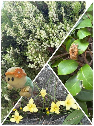 えっと…えっとでちゅね😳😳😳
なんかいるでちゅよ💧
なんかいるでちゅよ😱😱😱
白いのがコノテガシワ
黄色のがカロライナジャスミン
で…なんかいるのでズッちゃんは退散いたしまちゅ🐢💨💨💨