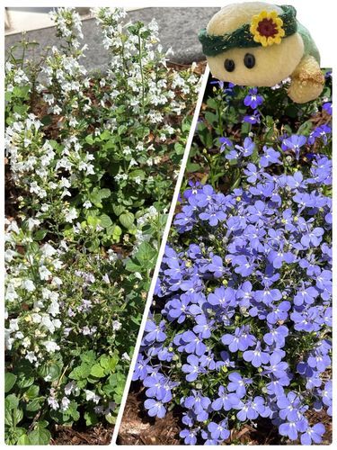 どっちのお花さんもお名前がわからないのでちゅけど…小さなお花さんが　わ〜‼️って咲いていたのでお写真撮ってみまちたよ🤍💜🐢💕