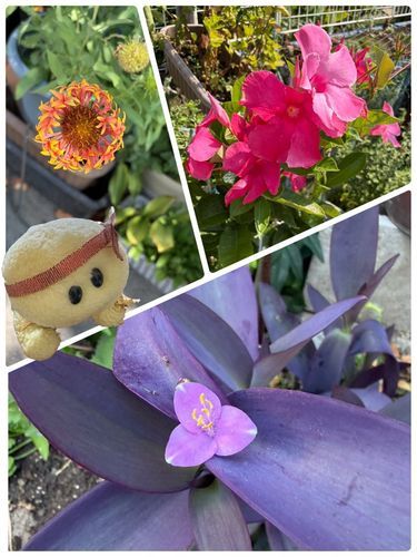 お花さんたちのお写真でちゅよっ💐
赤？濃いピンク？のがマンデビラ
オレンジのがテンニンギク
紫のがムラサキゴテンだそうでちゅ❣
ムラサキゴテン…なんだか凄いお名前でちゅよね💜🐢😉