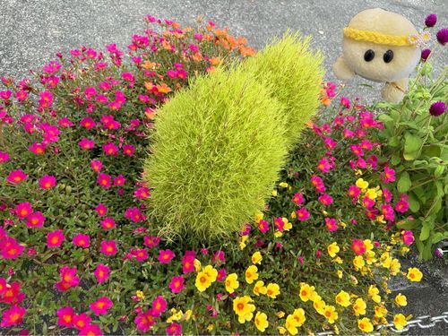 ？？？なお花さんたちとのお写真でちゅよ‼️
解説出来る　詳しいぬいのお友達に託しまちゅ🤣🤣🤣←これを人間界では丸投げっていうねんけど？(主)