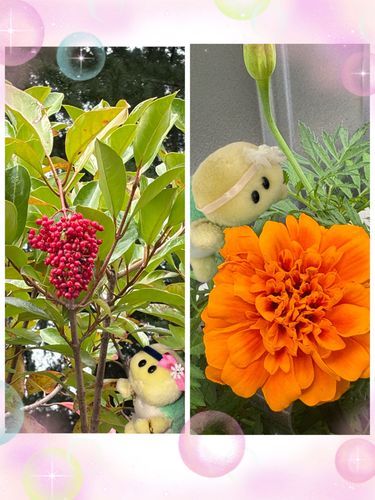 マリーゴールド🧡とサンゴジュ❤️らしいでちゅ💕💕🐢