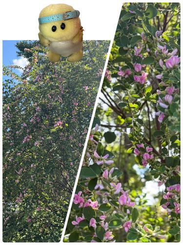 空飛ぶズッちゃん　登場でちゆ〜🐢🪽🩵
これは萩のお花さんでちゅ😍
まだまだ暑いでちゅけど(ズッちゃんの住んでるところは)着実に秋が訪れてきてるみたいでちゅね😍✨