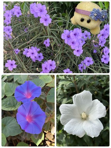 今日もズッちゃんのところは　また雨になってしまいまちたよ☔

お花さんたちを見て少しでも気晴らしになればと思いまちゅ‼️

上　ムラサキルエリア
左下　ノアサガオ
右下　ムクゲ

この時期になってもめっちゃ元気に咲いてるアサガオさんを見てびっくりしちゃいまちたよ😲🐢💕