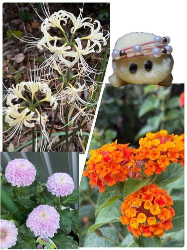 彼岸花にランタナ　ピンクのお花さんは…わからなかったでちゅ😅😅😅🐢