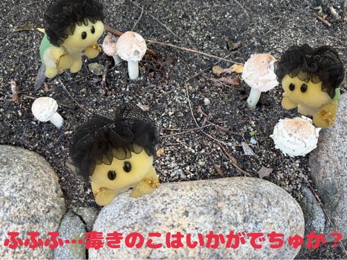 “毒きのこを見つけまちたよ❕️このきのこのお名前はオオシロカラカサタケ　このきのこを摘んで白雪姫に食べさせまちゅよ🍄 ひゃっひゃっひゃっ🧙‍♀️”
↑魔女になったつもりのズッちゃん　だけど…白雪姫が食べたん毒りんごやねんけどな〜😂主