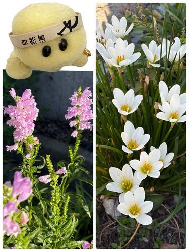 ピンクのお花さんは何てお花さんでちゅかね？
白い方はタマスダレでちゅよね🤍⁉️