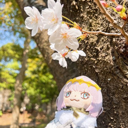 これはね〜まだ桜が咲いてたときに撮ったやつだよ〜
