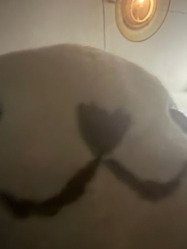 花粉症なのです
