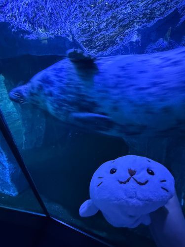 あざらしーっ