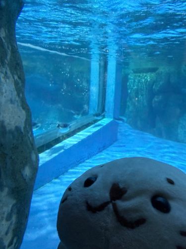 ぺんぎんさん
