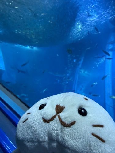 おさかナ