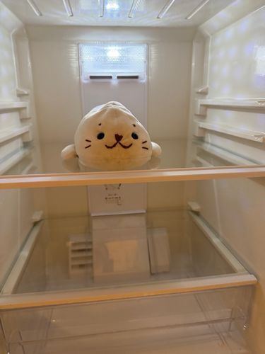 あざらし　冷えてます🧊