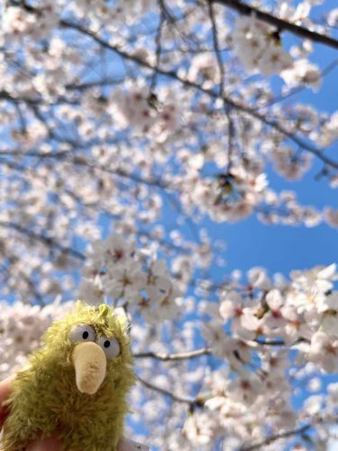 さくら とってもきれいだったよ〜🌸
満開だね〜🌸🌸🌸