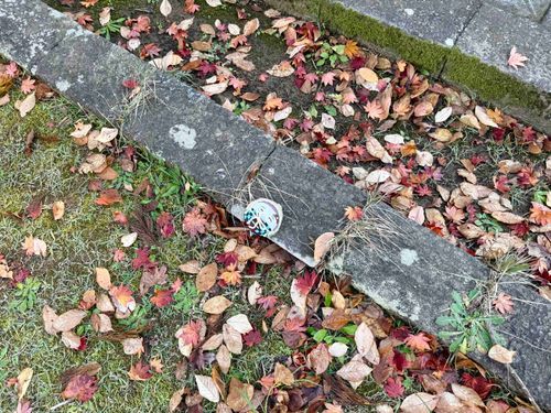 おちばにぎたいするおれです(⊃´◜◡◝`⊂)🍁