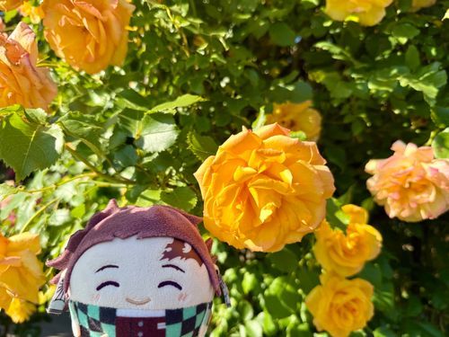 🌹とおれです(⊃´◜◡◝`⊂)たくさんさいててきれいきれいでした(⊃´◜◡◝`⊂)✨