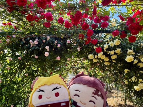 🌹のトンネルです(⊃´◜◡◝`⊂)！
どの花もうつくしい！(⊃`•◡•´ ⊂)
