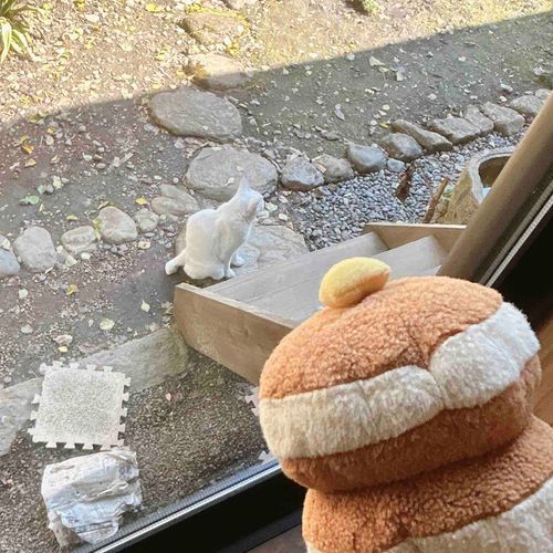 さっきまで こっちむいてたのに かめらむけたら そっぽむいちゃった🥞😢
にゃんこさーーーん🐈