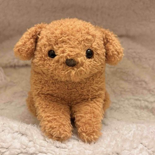いっぬがこの世の犬の中でいちばんかわいいって買い主によく言われるワン