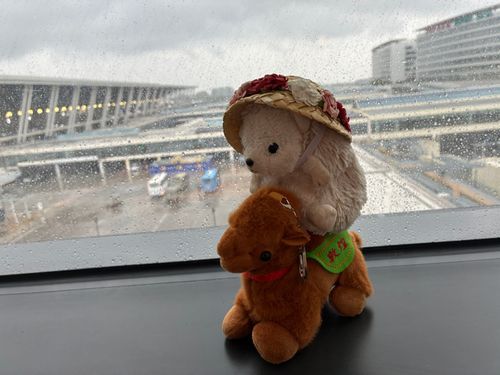 ぽよよキャラバン‼️ジパングに向けて出発ポヨ〜🐫🦔⸒⸒