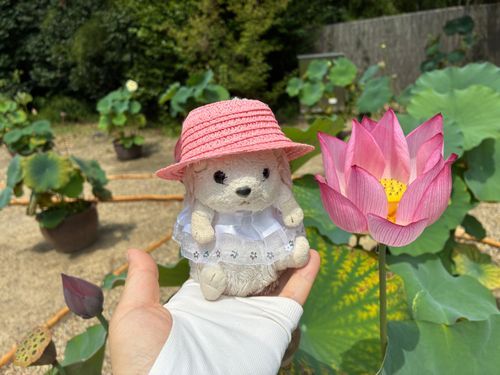 奈良、西ノ京ロータスロード
西大寺の蓮の花なんだポヨ〜
