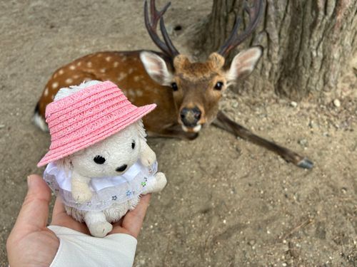 奈良国立博物館に行く前に、鹿さんにおせんべいあげないとポヨ〜
おせんべい買ってくるから待っててポヨ〜
