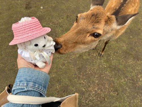 今年も正倉院展に来たんだポヨ〜
🦌しゃんにおせんべいを食べさせてあげようと思ったのに、せんべい屋のおばちゃんが見当たらないんだポヨ〜
ぎゃ〜、ぽよよはおせんべい🦌🍘じゃないんだポヨ〜🦔⸒⸒
