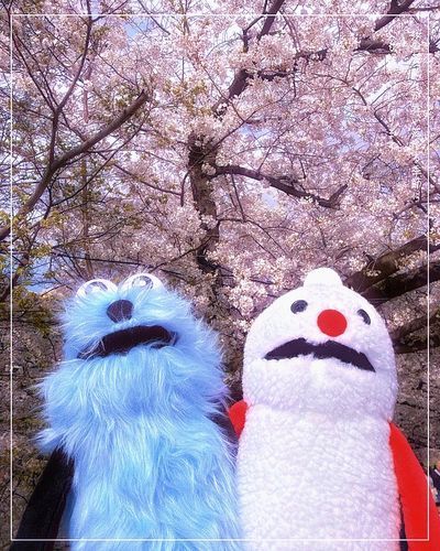 近所の桜、うんと綺麗です