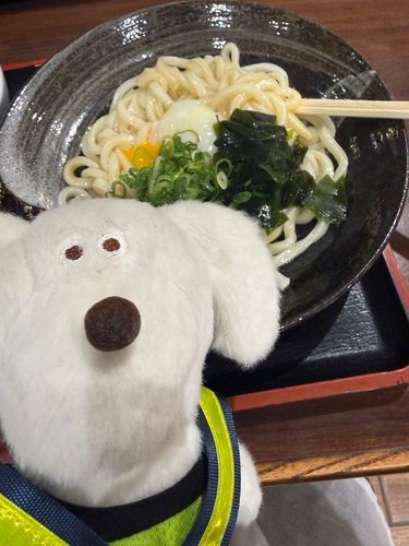 うどん、美味しかった！🐶💭ぼんっ